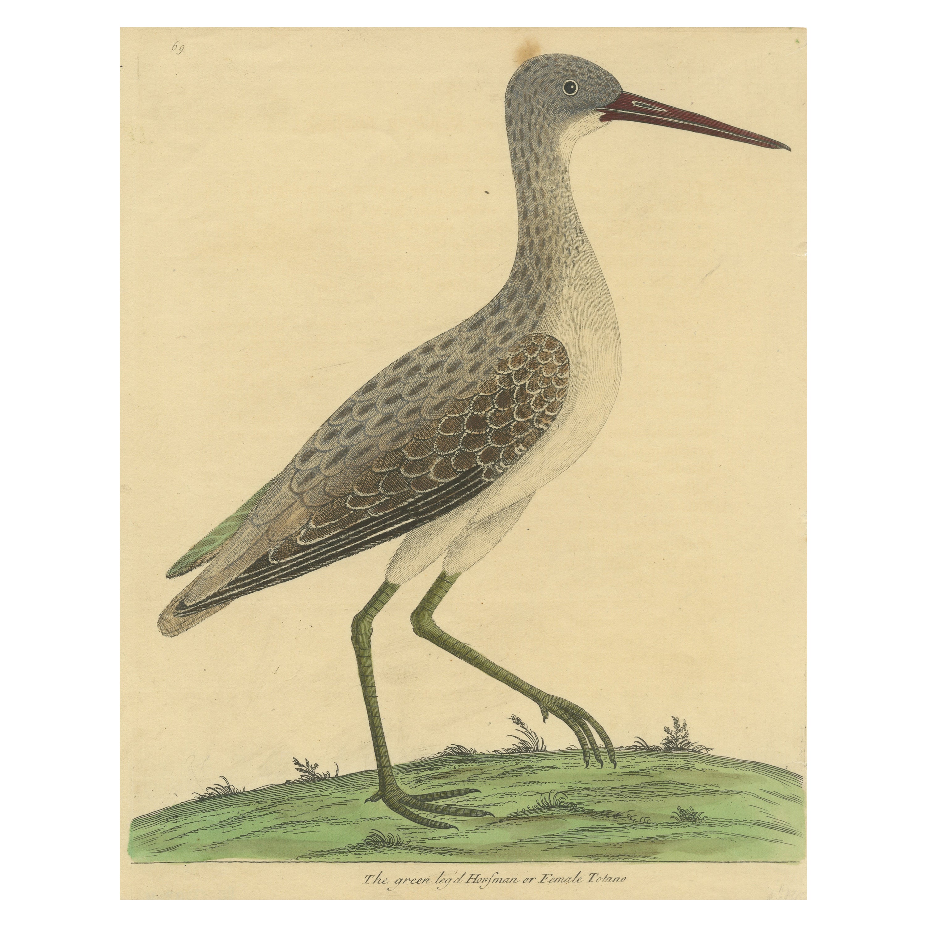 Antique Bird Print of a White Stork For Sale