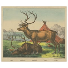 Antique Print of Reindeer near a Camp