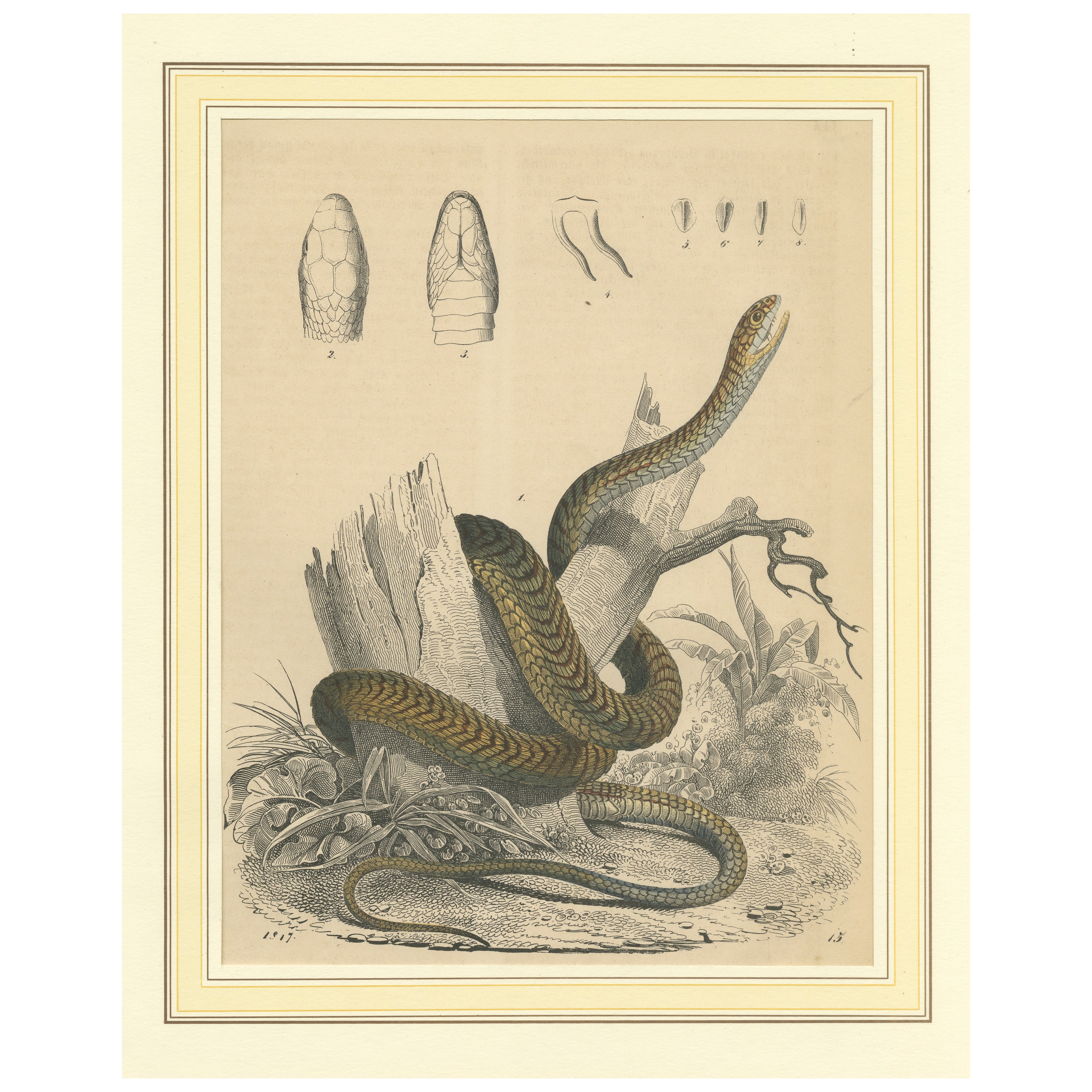 Antique Print of a Snake coiled around a Tree