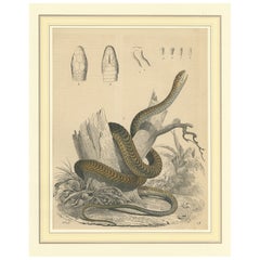 Impression ancienne d'un serpent enroulé autour d'un arbre