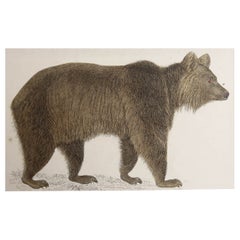 Original Antique Print of a Brown Bear, 1847 'Unframed'