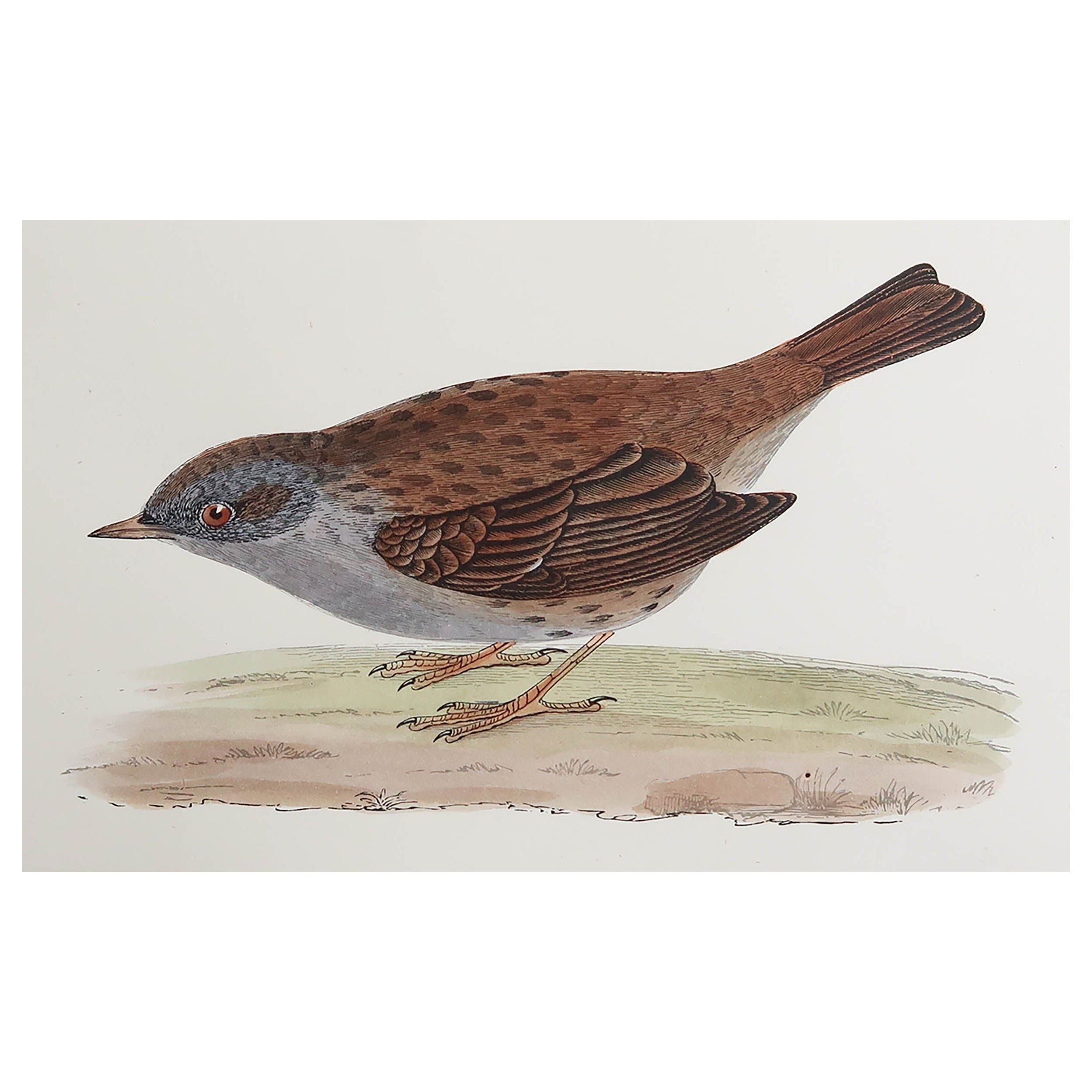 Original Antique Print of a Dunnock, circa 1880, 'Unframed' For Sale