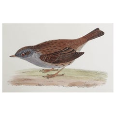 Original Antique Print of a Dunnock, circa 1880, 'Unframed'