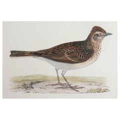 Original Antique Print of a Sky Lark, circa 1880, 'Unframed'