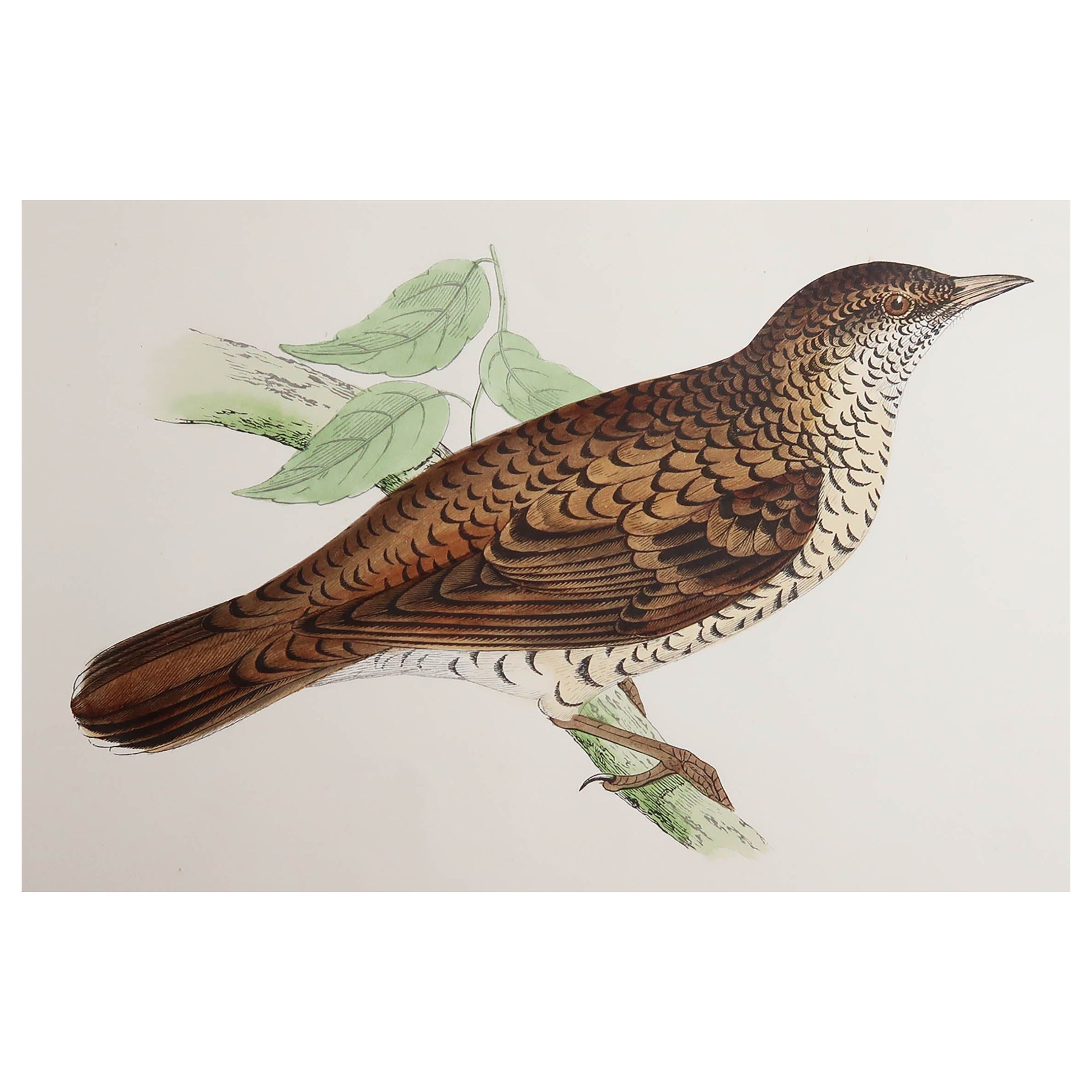 Original Antique Print of a White's Thrush, circa 1880, 'Unframed'