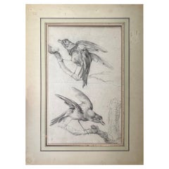 Early 1900s Original Hand Sketched Birds 