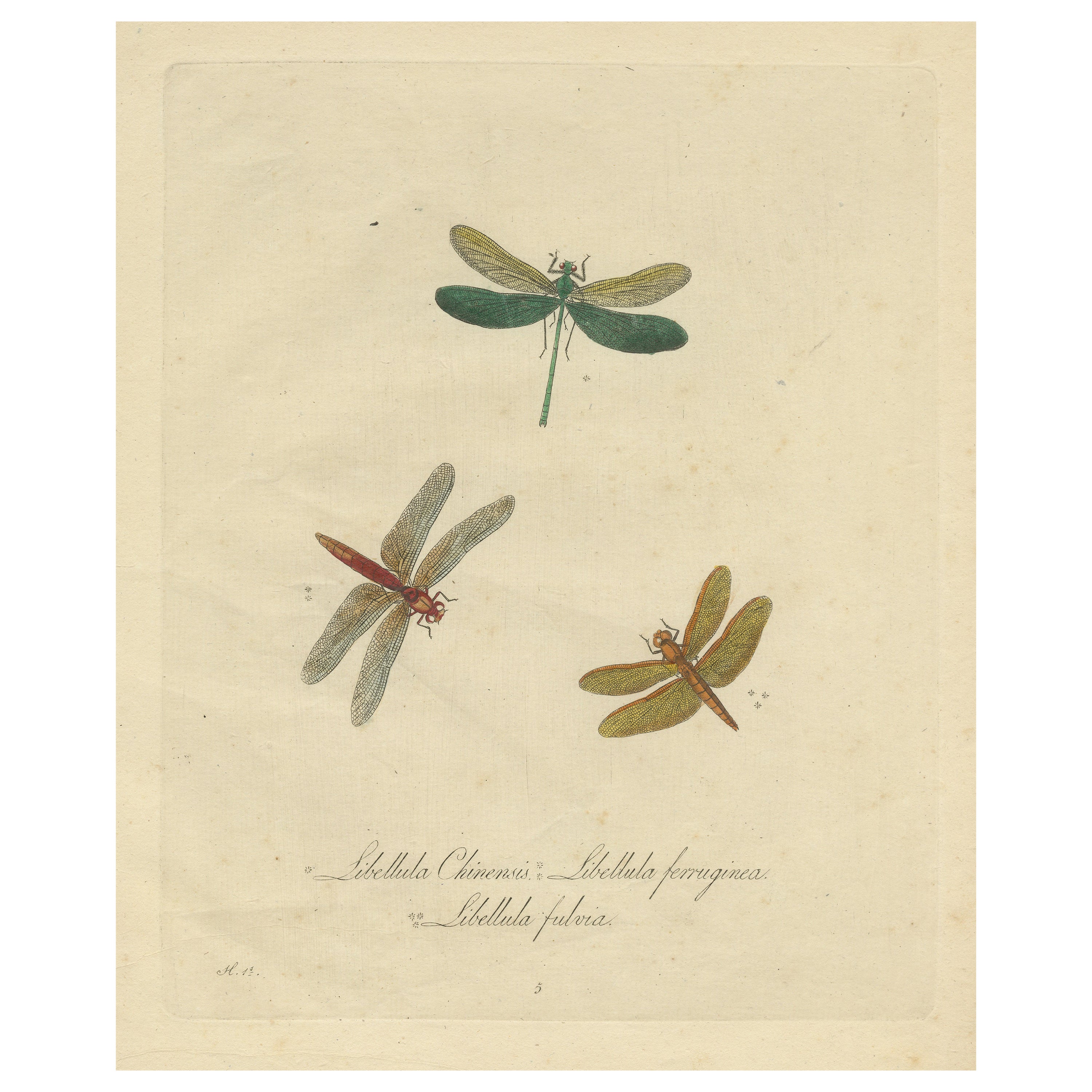 Original Hand Colored Antique Print of Dragonflies