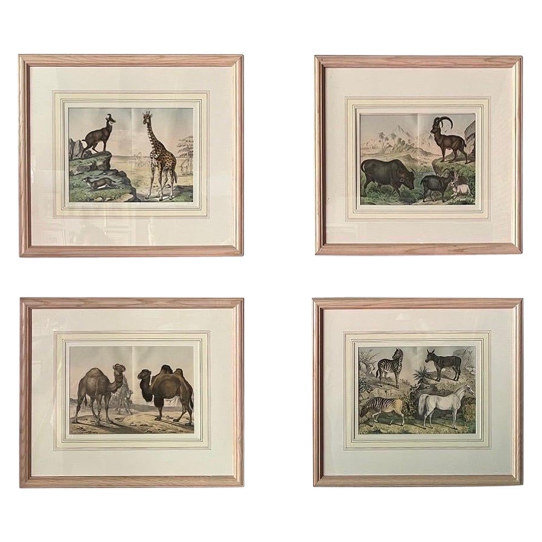Lot de 4 gravures d'histoire naturelle du royaume des animaux, datant d'environ 1860 en vente