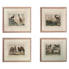 Lot de 4 gravures d'histoire naturelle du royaume des animaux, datant d'environ 1860