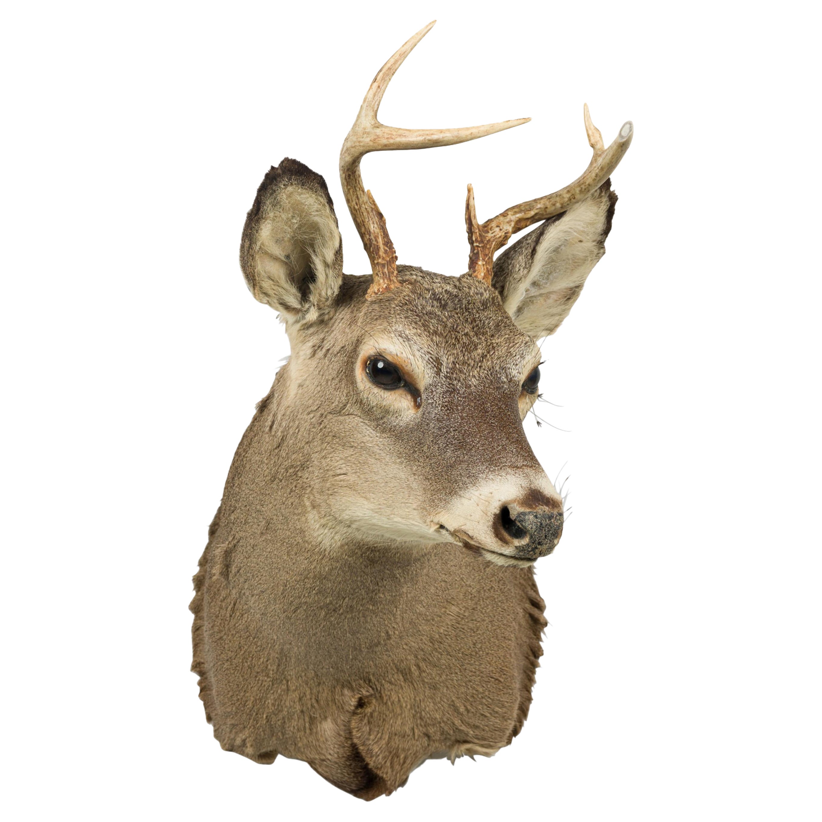 American Rustic Taxidermied of a Grey Deer Head For Sale