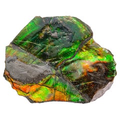 Gem Ammolite Ammonite from Alberta, Canada (24.3 grams)