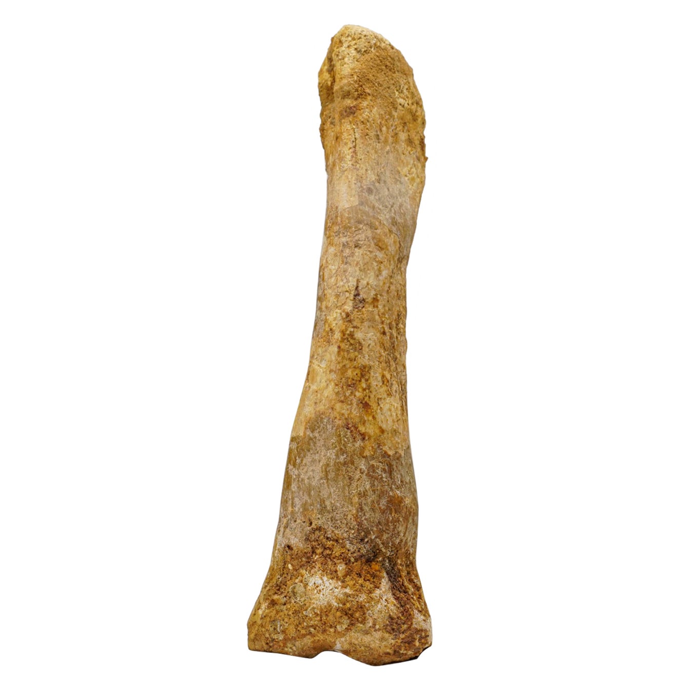 Spinosaurus Maroccanus Bone from Baharija Formation, South of Taouz, Morocco For Sale