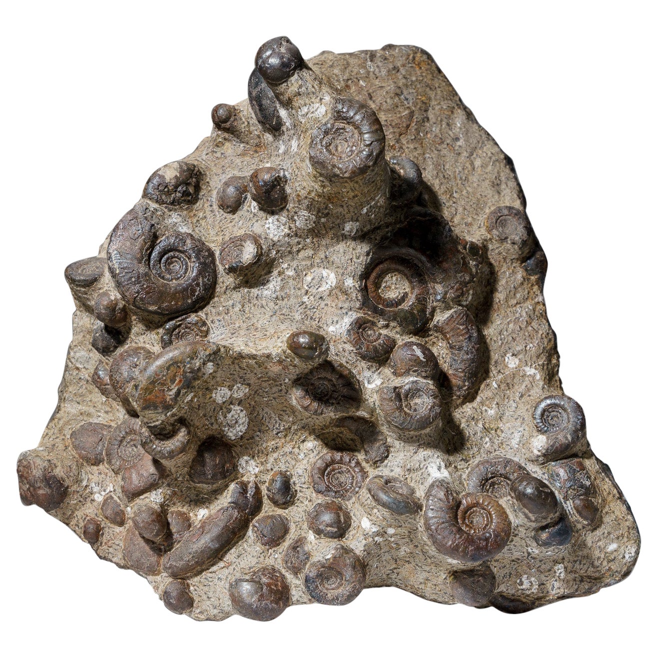 Natürlicher, versteinerter Ammonit-Cluster (4,5 lbs) im Angebot