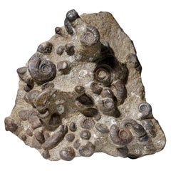 Natürlicher, versteinerter Ammonit-Cluster (4,5 lbs)