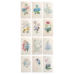 Set of 12 Original Antique Botanical Prints, circa 1840