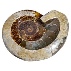 Genuine Polished Ammonite Fossil Dish (2.5 lbs)