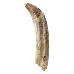 Genuine Natural Large Spinosaurus Dinosaur Tooth