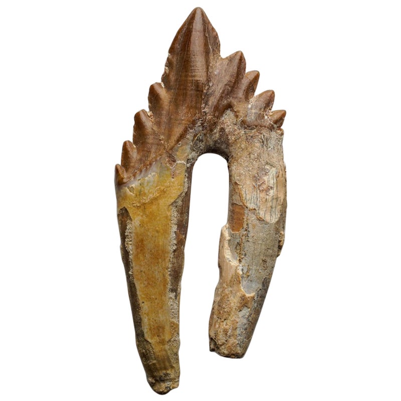 Echtes natürliches prähistorisches Basilousaurus-Schwanzhandtuch
