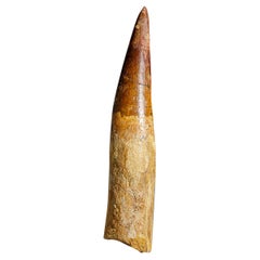 Grande dentelle véritable en forme de spinosaure naturelle (86.9 grammes)