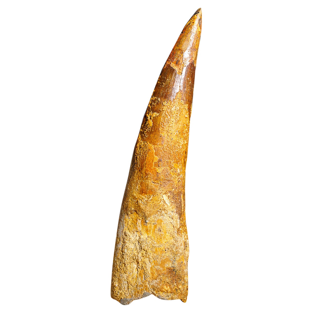 Genuine Natural Large Spinosaurus Dinosaur Tooth (90 grams)