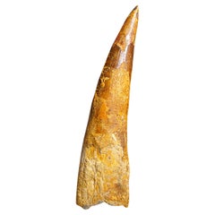 Genuine Natural Large Spinosaurus Dinosaur Tooth (90 grams)