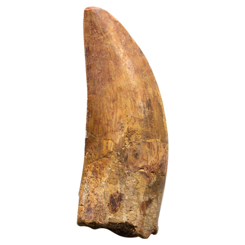 Genuine Natural Large Carcharodontosaurus Dinosaur Tooth