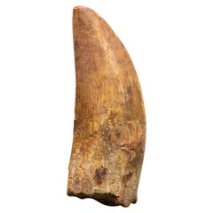 Antique Genuine Natural Large Carcharodontosaurus Dinosaur Tooth