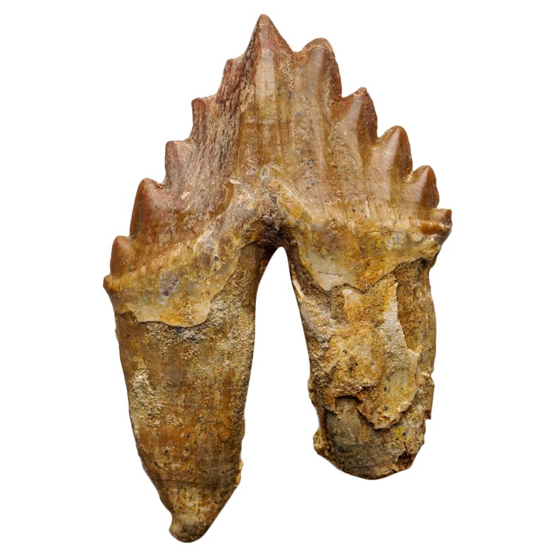 Véritable dent de baleine Basilousaurus, naturelle et préhistorique en vente