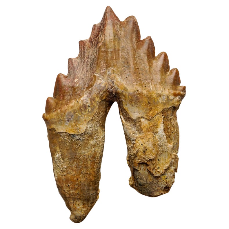 Genuine Natural Pre Historic Basilousaurus Whale Tooth