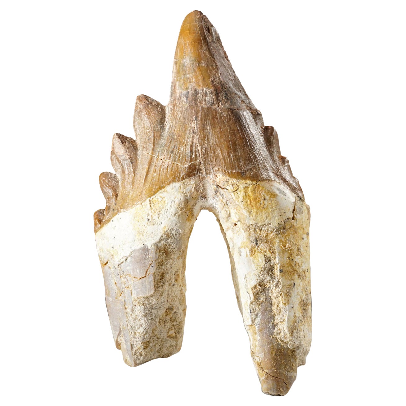 Véritable dent de baleine Basilousaurus, naturelle et préhistorique