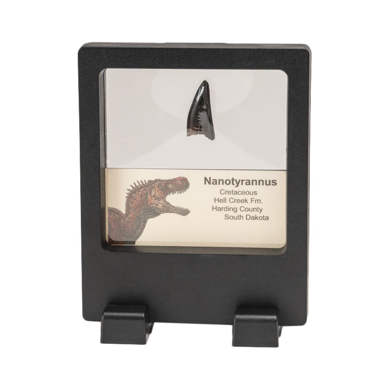 Genuine Nanotyrannus Rex Tooth in a Display Box For Sale