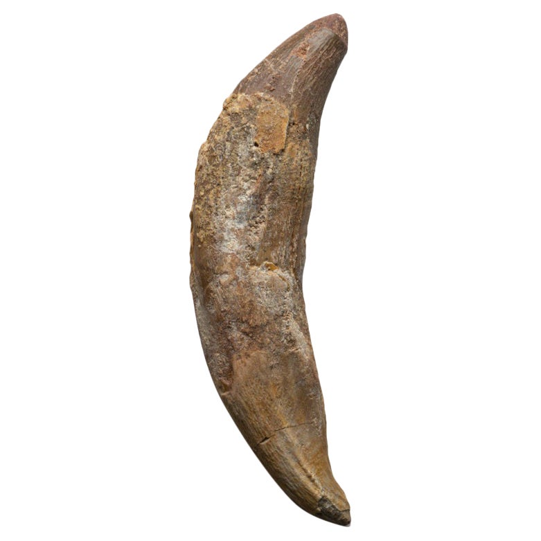 Genuine Natural Spinosaurus Dinosaur Tooth