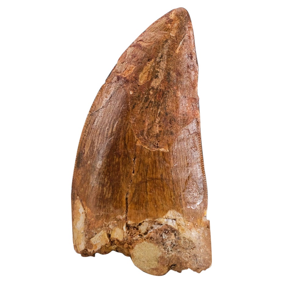 Genuine Carcharodontosaurus Tooth in Display Box (11 grams)