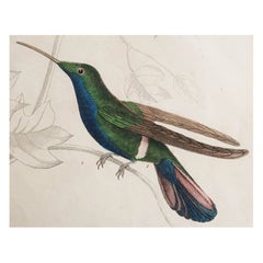 Original Antique Print of Hummingbird, 1847 'Unframed'