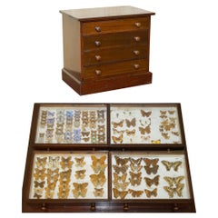 Antiquities TAXIDERMY GEORGIAN BUTTERFLIES INSIDE SALESMAN DESKTOP CHEST OF DRAWERs