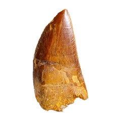 Véritable dent de carcharodontosaure dans une boîte d'exposition (37 grammes)