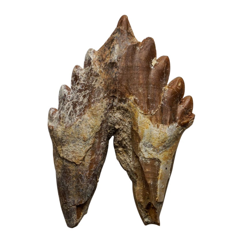 Véritable dent de baleine Basilousaurus, naturelle et préhistorique