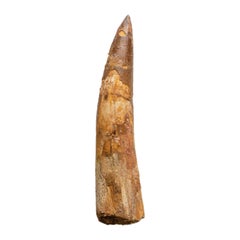 Genuine Natural Spinosaurus Dinosaur Tooth