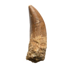Antique Genuine Natural Large Carcharodontosaurus Dinosaur Tooth