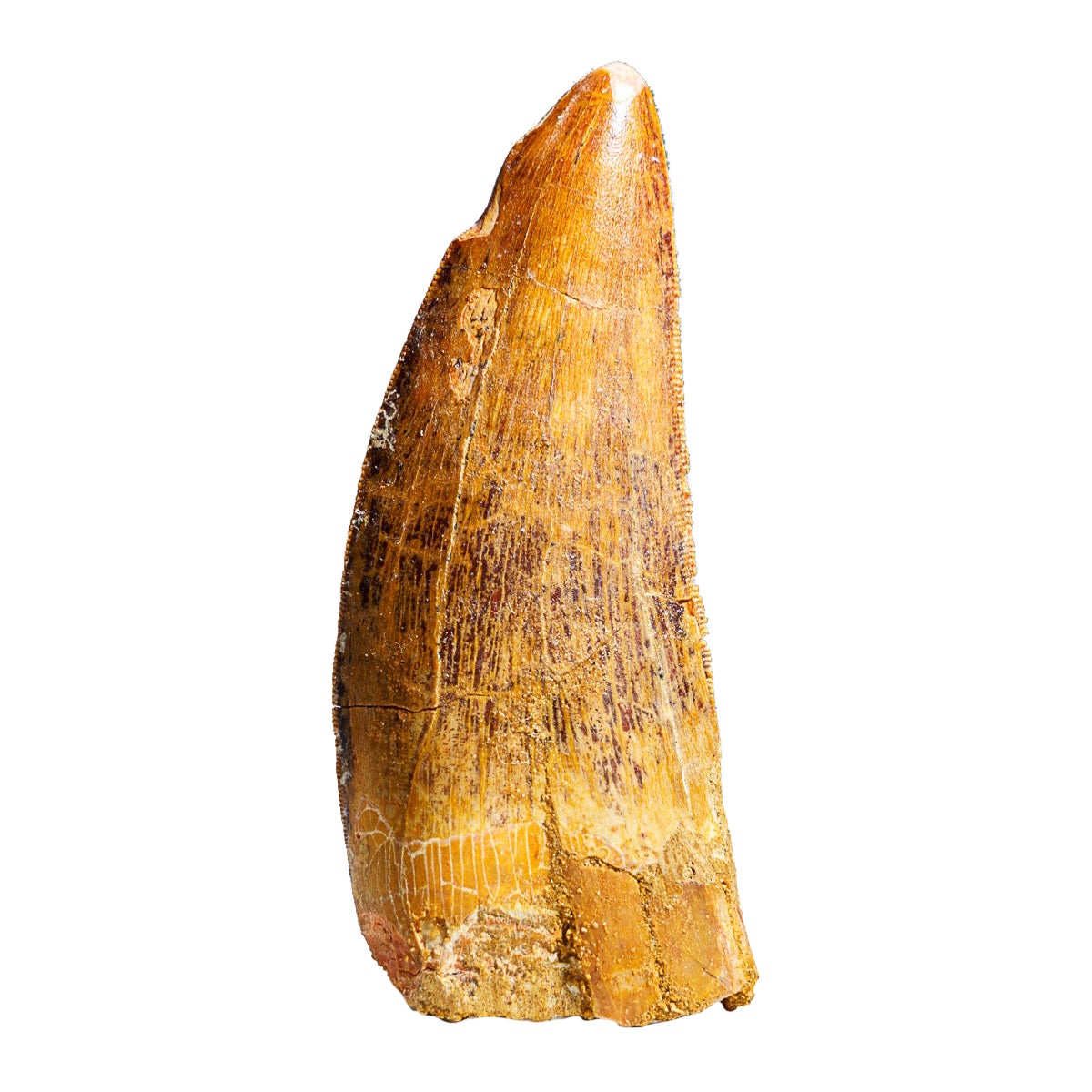 Genuine Natural Carcharodontosaurus Dinosaur Tooth (34 grams) For Sale