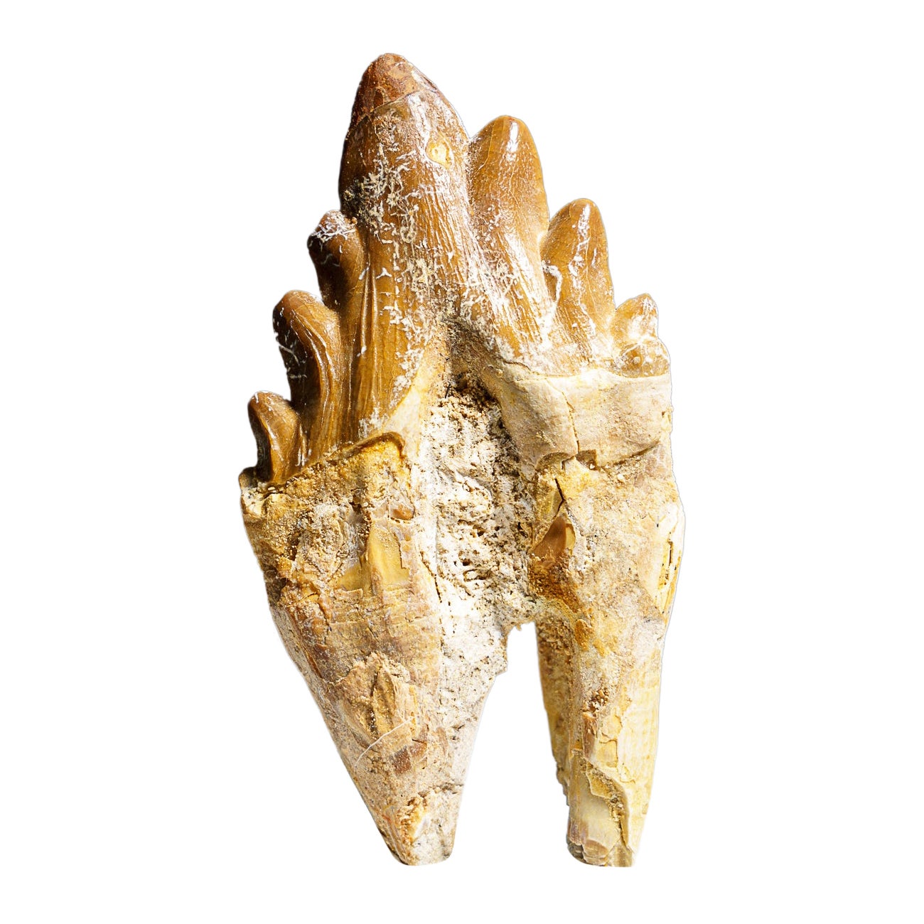 Genuine Natural Pre Historic Basilousaurus Whale Tooth For Sale