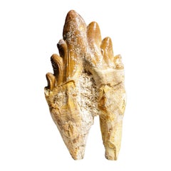 Antique Genuine Natural Pre Historic Basilousaurus Whale Tooth