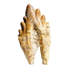 Genuine Natural Pre Historic Basilousaurus Whale Tooth