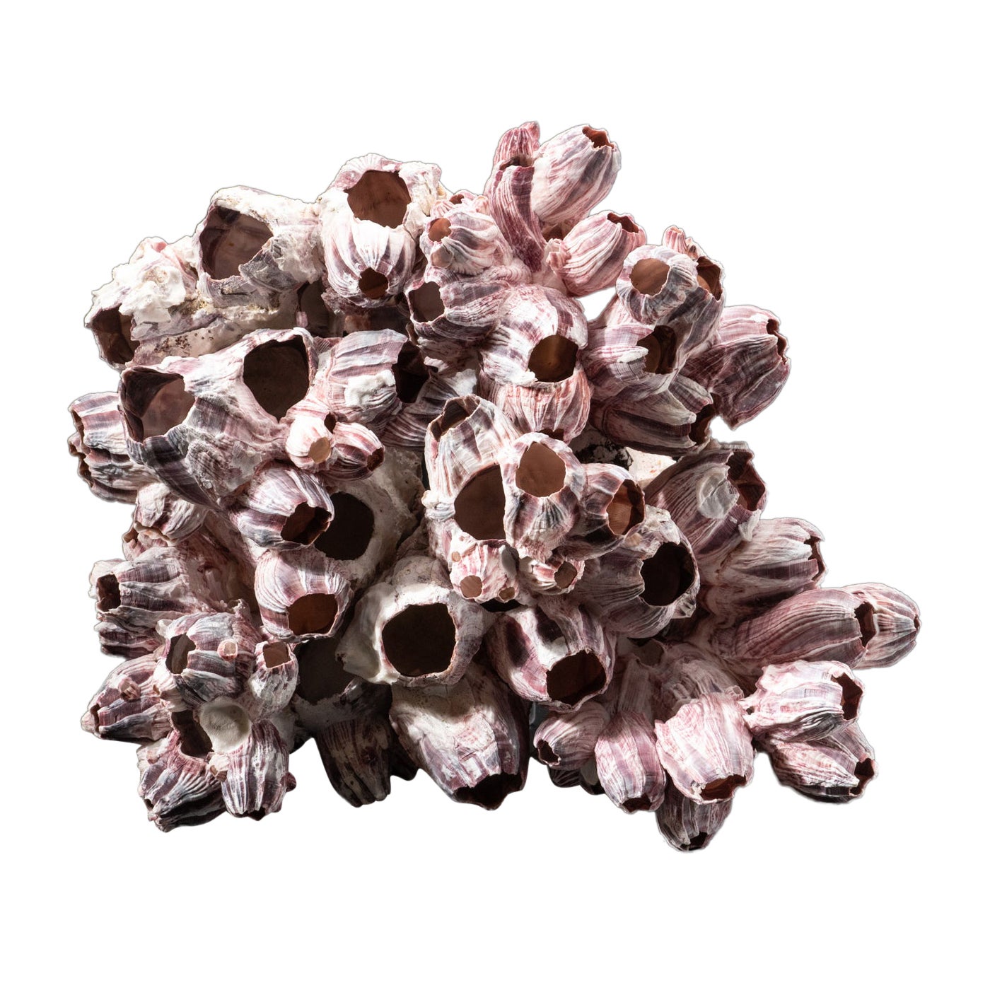 Natural Purple Acorn Barnacle Cluster (4 lbs) For Sale