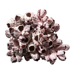 Natural Purple Acorn Barnacle Cluster (4 lbs)