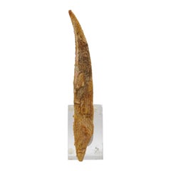 Une véritable corne de requin dorsal Hybodus (77,9 grammes)
