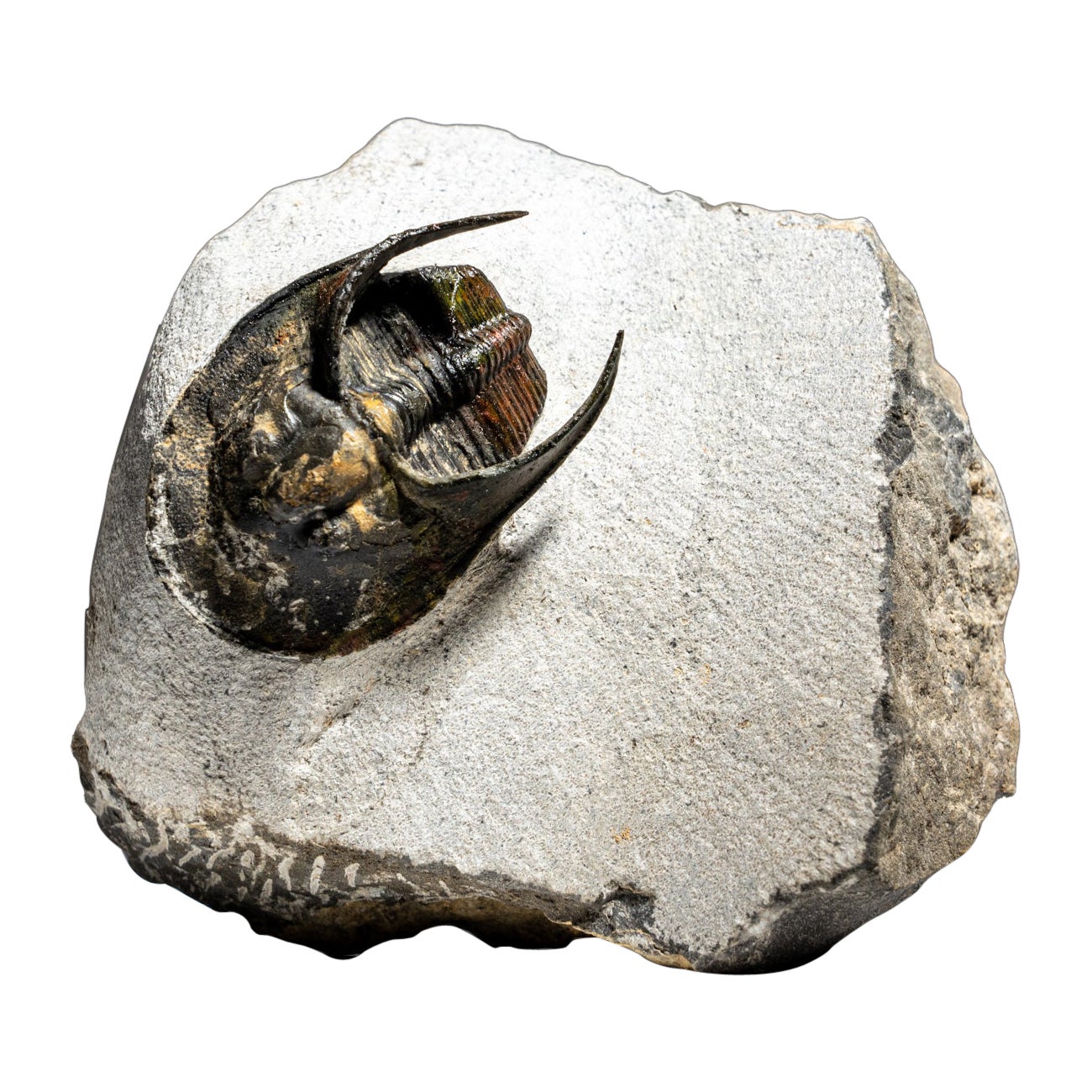 Ein echtes Trilobite Fossil (Ptychopariida) auf Matrix (387.3 Gramm)