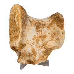 Spinosaurus-Vertebrae aus Marokkanischem Baharija aus der Formation Taouz, Marokko