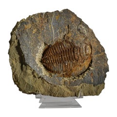 Echtes Trilobitenfossil (Ptychopariida) auf Matrix mit Acrylständer 