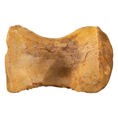 Spinosaurus Maroccanus Vertebrae de la formation Baharija, sud du Taouz, Maroc